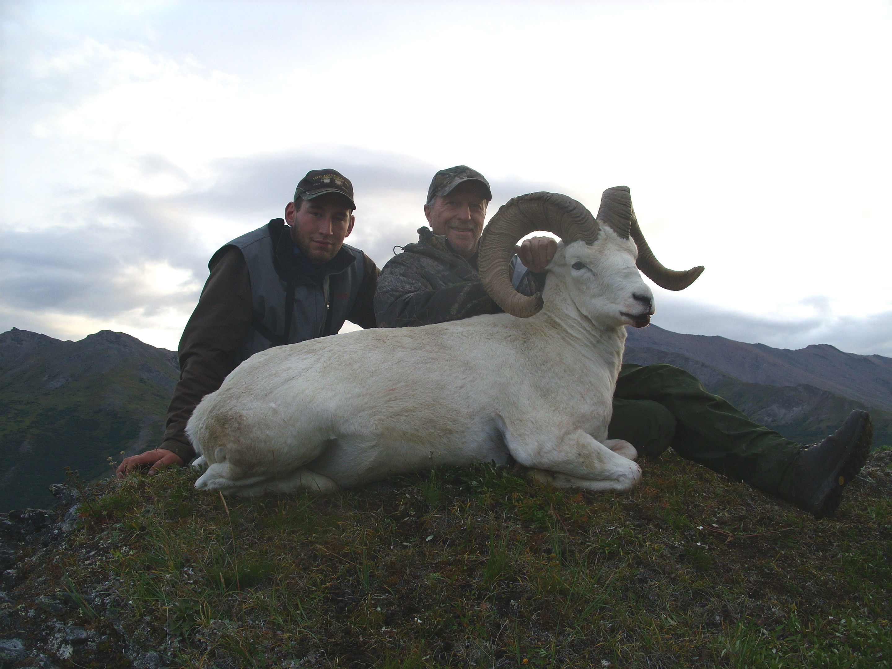 Dall Sheep in the Alaska Range Rampage Alaska